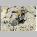 Lasioglossum pauxillum - Furchenbiene w01 5mm - OS-Hasbergen-Lehmhuegel det.jpg